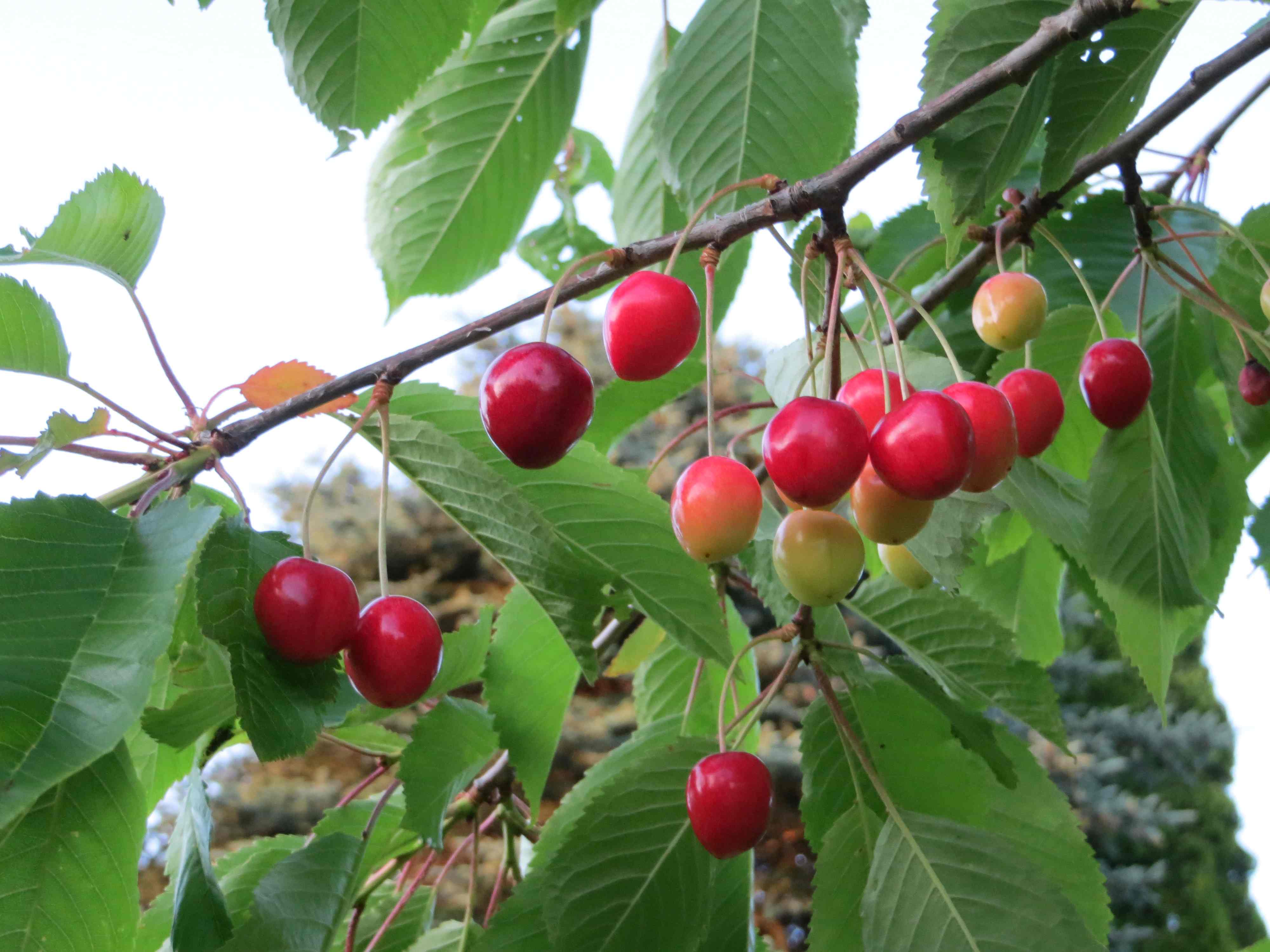 Cherries in my garden
